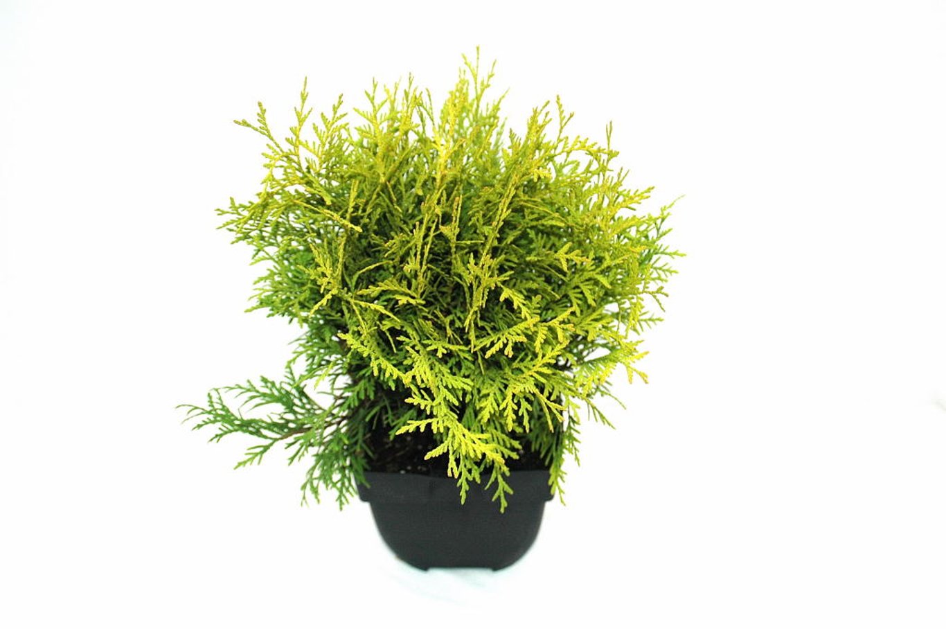 Thuja occ. 'Golden Globe' - C2